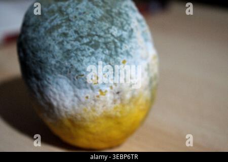 Un primo piano dettagliato che mostra un limone in decomposizione parzialmente ricoperto da una crescita di funghi bianchi e blu sfocati. Foto Stock
