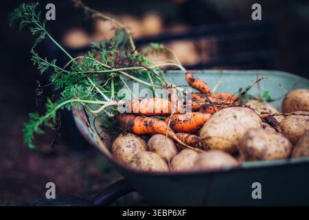 Carote e patate appena raccolte in carriola dal giardino. Foto Stock