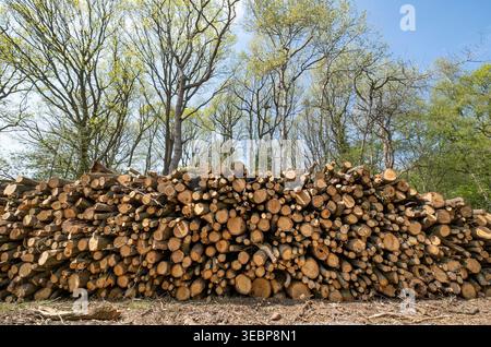 Pile di alberi abbattuti commercialmente in un bosco nel Worcestershire, Inghilterra. Foto Stock