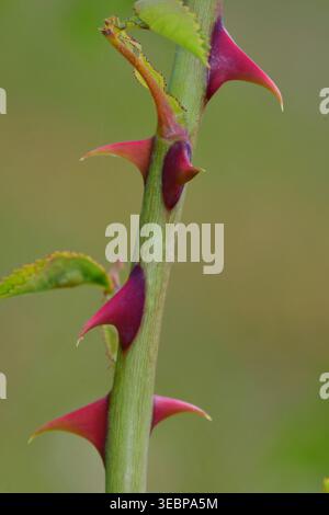 Rosa francese (Rosa gallica). Primo piano di una nuova ripresa con spine. Germania Foto Stock