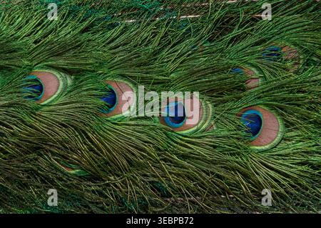 Sfondo astratto di piumaggio pavone con texture dettagliata di barbe verdi e macchie colorate Foto Stock