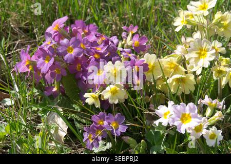 Fiori di Primrose Primula vulgaris in un giardino primaverile Foto Stock