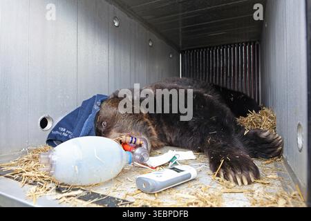 Thale, Germania. 27 aprile 2026. L'orso bruno Teddy giace sedato in una scatola di trasporto. L'orso bruno di 32 anni si sta spostando dallo zoo di Westerhausen al parco degli orsi di Müritz. Crediti: Matthias Bein/dpa/Alamy Live News Foto Stock