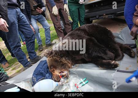 Thale, Germania. 27 aprile 2026. L'orso bruno Teddy giace sedato su una fionda. L'orso bruno di 32 anni si sta spostando dallo zoo di Westerhausen al parco degli orsi di Müritz. Crediti: Matthias Bein/dpa/Alamy Live News Foto Stock