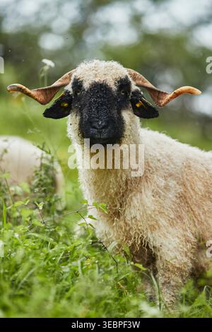 Vallese Blacknose pecore, ritratto. Germania Foto Stock