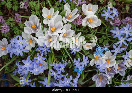 Campo primaverile con croci bianchi in fiore, giacinti blu e fiori selvatici in piena fioritura. Foto Stock