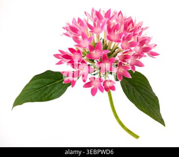 Fegiziano fiori di stelle isolati su sfondo bianco Foto Stock