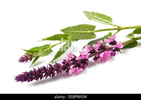 Salvia nemorosa fiori isolati su fondo bianco Foto Stock
