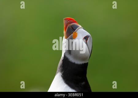 Puffin Atlantico Fratercula arctica, primo piano testa e collo, esibizione, testa rivolta verso l'alto. Foto Stock
