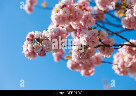 26.04.2026 - Die Japanische Blütenkirsche Prunus serrulata, auch Orientalische Kirsche, Ostasiatische Kirsche oder Grannenkirsche, Nelkenkirsche 1 genannt, ist eine Pflanzenart aus der Gattung Prunus in der Familie der Rosengewächse Rosaceae Pasewalk Vorpommern-Greifswald Deutschland *** 26 04 2026 Foto Stock