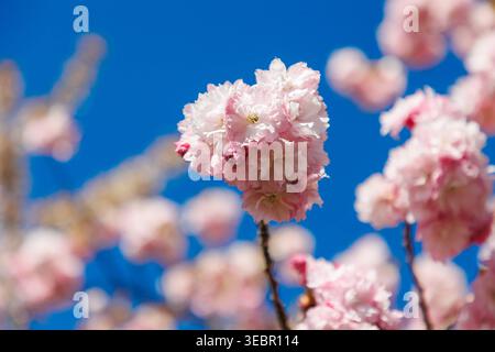 26.04.2026 - Die Japanische Blütenkirsche Prunus serrulata, auch Orientalische Kirsche, Ostasiatische Kirsche oder Grannenkirsche, Nelkenkirsche 1 genannt, ist eine Pflanzenart aus der Gattung Prunus in der Familie der Rosengewächse Rosaceae Pasewalk Vorpommern-Greifswald Deutschland *** 26 04 2026 Foto Stock
