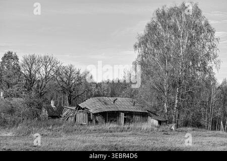 Un gruppo di edifici agricoli in legno abbandonati nella Lituania rurale sorge in un campo aperto circondato da alberi. Le strutture mostrano un grave decadimento, con coll Foto Stock