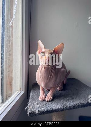 Gatto Sphynx seduto su un palo graffiante vicino alla finestra. Foto Stock