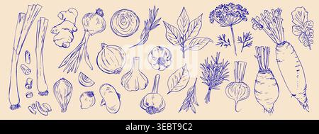 Vettore di illustrazione del cibo disegnato a mano. Verdure ed erbe, spezie. Cibo agricolo. Mangiare sano Illustrazione Vettoriale