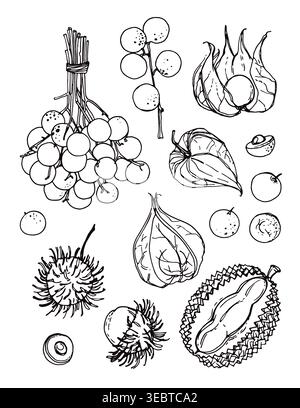 Cibo dello schizzo vettoriale. Frutti esotici, longan, durian, Physalis, frutti Rambutan dalla Thailandia. Linee di schizzo del cibo. Illustrazione Vettoriale