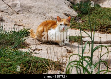 Zenzero e gatto bianco seduti su un terreno sabbioso con macchie d'erba, Foto Stock