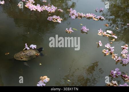 Un cursore dalle orecchie rosse nuota in uno stagno tropicale adornato da fiori rosa caduti. Chatuchak Park, Bangkok, Thailandia. Foto Stock