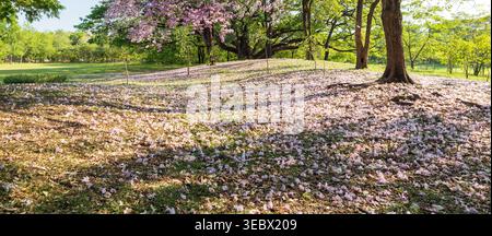In estate, i fiori di Tabebuia rosea caduti creano una coperta di rosa per terra, somigliante a un bellissimo tappeto. Foto Stock