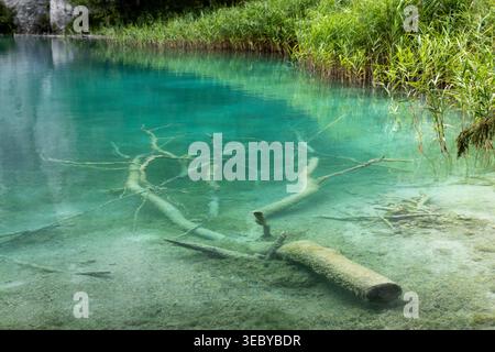 Le acque cristalline e turchesi rivelano rami sommersi e fondali di lago a Plitvice, circondati da lussureggianti canne verdi e riflessi della foresta. Tranquilla scena naturale Foto Stock