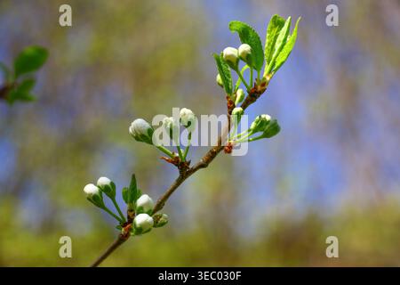 I ciliegi (Prunus avium) si diramano con i primi germogli bianchi e le foglie verdi fresche: Delicati dettagli primaverili in un ambiente naturale all'aperto con un morbido fondo Foto Stock