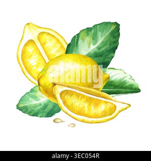 Illustrazione botanica acquerello con un limone giallo intero, fette succose, semi e foglie di agrumi verdi freschi. Composizione realistica con Foto Stock