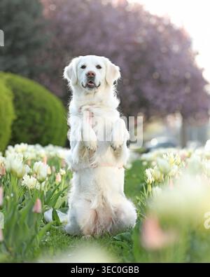 Carino giovane Golden retriever all'aperto con tulipani Foto Stock