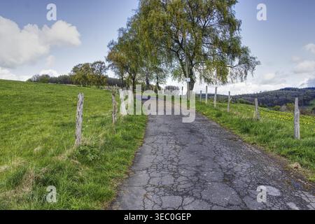 Percorso economico curvato in una zona rurale con campi verdi e alberi isolati, Siegen, distretto di Siegen-Wittgenstein Foto Stock