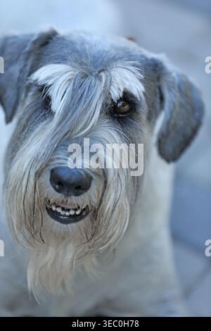 Carino mittelschnauzer che cammina all'aperto nel parco Foto Stock
