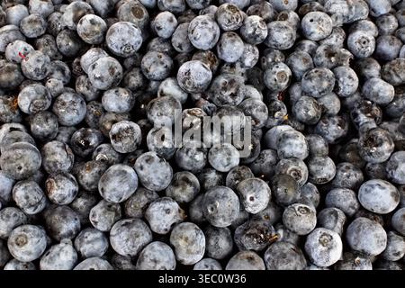 Una prospettiva dettagliata dall'alto verso il basso mostra un raccolto abbondante di frutti di bosco dalle sfumature blu, evidenziandone la naturale consistenza e la freschezza. Foto Stock