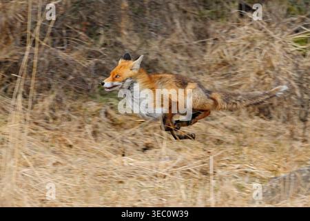 Volpe rosse / Rotfuchs ( Vulpes vulpes ) in corsa lungo il bordo di una foresta, attraverso l'erba di canne, animali in fuga, in movimento, tecnica di panning. Foto Stock