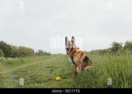Il pastore tedesco siede su un sentiero di campagna erboso con una palla gialla davanti al cane. Concetto di compagnia di animali domestici, attività all'aperto, lealtà, e. Foto Stock