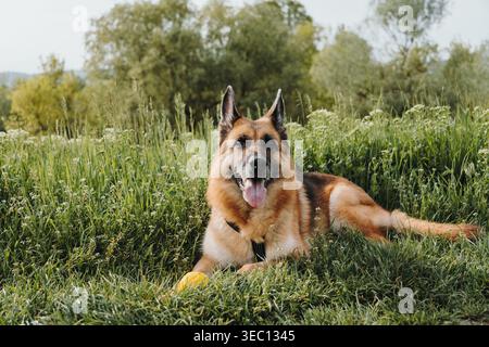 Pastore tedesco giace nell'erba verde accanto a una palla gialla circondata da fiori selvatici bianchi e piante di prateria estiva. Concetto di riposo tranquillo, comfort degli animali domestici Foto Stock