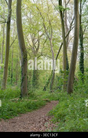 Percorso calmo e sereno nella foresta con la luce del sole che filtra attraverso fitte foglie verdi Foto Stock