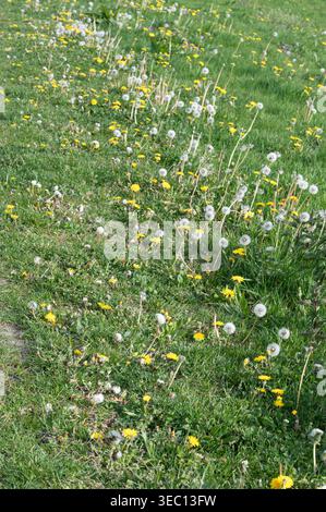 Tranquillo paesaggio erboso caratterizzato da leoni e trifoglio con delicata luce mattutina Foto Stock