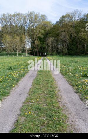 Silenzioso percorso di campagna circondato da vivaci fiori gialli e nuvole Foto Stock