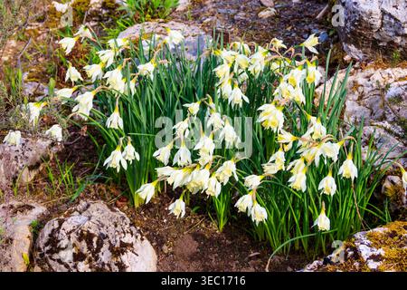 Fiori bianchi di narcisi al collo di cigno (Narcissus moschatus o Narcissus pseudonarcissus subsp. moschato) in giardino a primavera Foto Stock