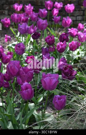 Tulipani viola in primavera Foto Stock