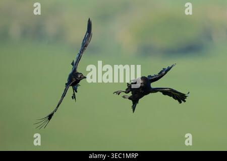 Due corvi che combattono in volo Foto Stock