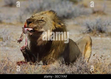 Leone maschio adulto (Panthera leo) che si nutre di una carcassa di springbok nella savana secca, nel Parco Nazionale di Etosha, Namibia. Foto Stock