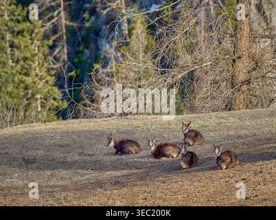 Gruppo di camosci alpini che riposano su una collina soleggiata nella valle dell'Engadina, fotografando la fauna selvatica delle Alpi svizzere. Foto Stock