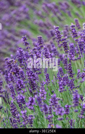 Lavandula angustifolia Hidcote, lavanda inglese Hidcote, foglie strette, grigio-argentato, punte, piccoli fiori viola-viola profondi Foto Stock