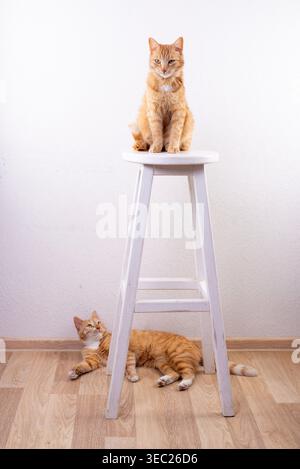 Due gatti tabby allo zenzero in un interno minimalista, uno arroccato su uno sgabello bianco e l'altro sdraiato su un pavimento di legno contro una parete bianca. Brillante, si Foto Stock