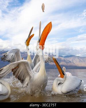 Dalmation pelicans che catturano pesci gettati Foto Stock