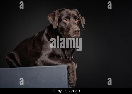Labrador siede con la zampa posizionata sul bordo della piattaforma che mostra una postura calma e allenata in un ambiente controllato da studio Foto Stock