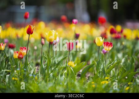 Colorato campo di tulipani con vari fiori rossi, gialli e viola che fioriscono in un parco cittadino in una giornata di sole primaverili. Foto Stock