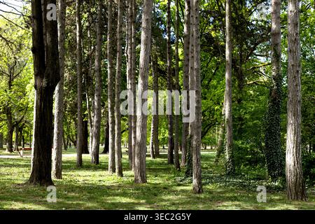 Alberi di pino alti in un parco illuminato dal sole durante la primavera Foto Stock