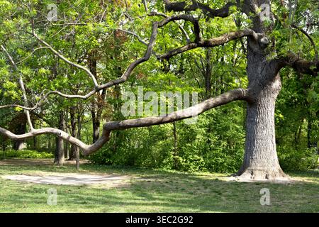 Imponente quercia antica con lunghi rami orizzontali Foto Stock