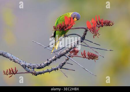 Parrocchetto con testa di prugna (Psittacula cyanocephala, femmina) che si nutre di fiori sull'albero di cotone. Foto di Rishikesh, Uttarakhand, India. Foto Stock