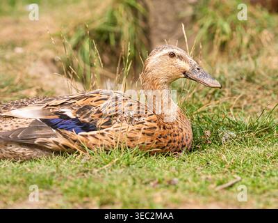 Anatra libera (Indian Runner Duck - Anas platyrhynchos domesticus) seduta sull'erba. Ambiente rurale all'aperto con terreno naturale. Fattoria biologica Foto Stock