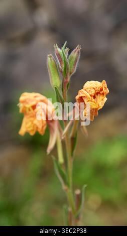 fiori di arancio selvaggio e cialde di semi verdi, sfondo naturale con messa a fuoco morbida, vista ravvicinata del concetto di decadimento botanico Foto Stock